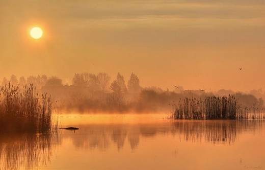 Szachty w kolorze orange...