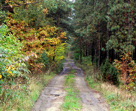 padziernikowy las