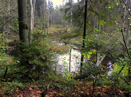 rezerwat nad Szumem