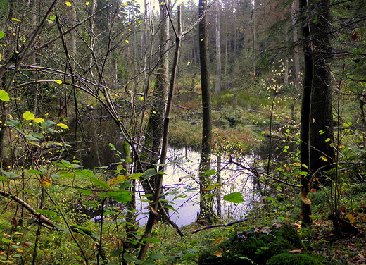 rezerwat nad Szumem