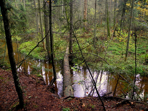 rezerwat nad Szumem