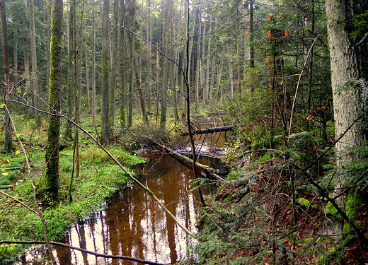 rezerwat nad Szumem