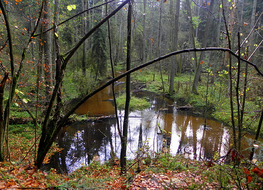 rezerwat nad Szumem