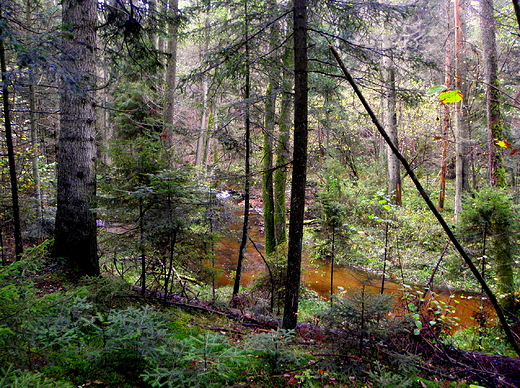 rezerwat nad Szumem