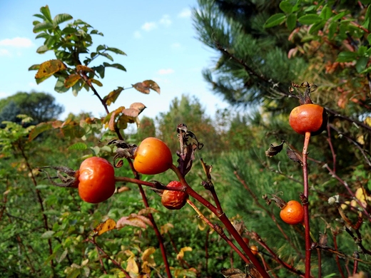 Ogrd Botaniczny PAN jesieni