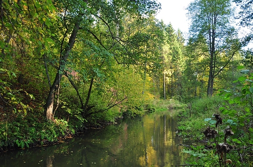 Rzeka Jarka pod wiaduktami w Botkunach