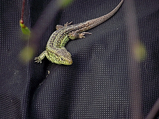 LACERTA AGILIS