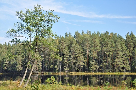 Suchar Wielki, Wigierski PN