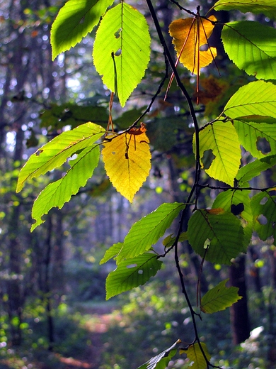 Koniec padziernika