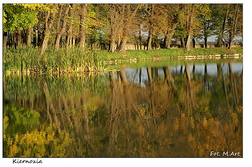 Kiernozia - zabytkowy park paacowy