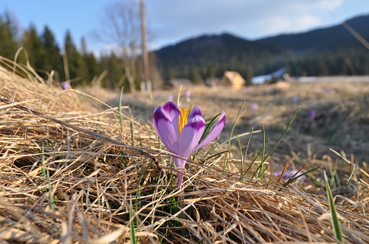 Krokus