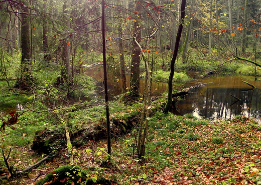 rezerwat nad Szumem