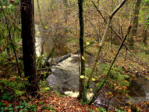 rezerwat nad Szumem