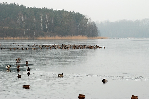 Okolice Brodnicy - jezioro Wysokie Brodno