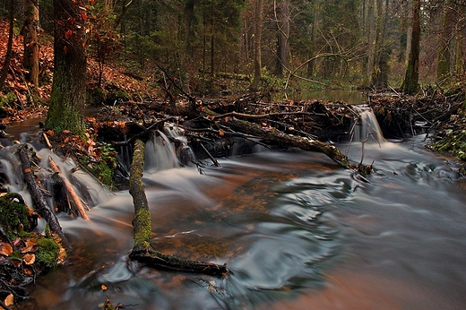 Roztocze. Nad Szumem