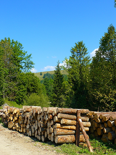 Mae Pieniny. Jaworki - w rezerwacie