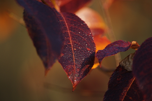 Kolory jesieni 3