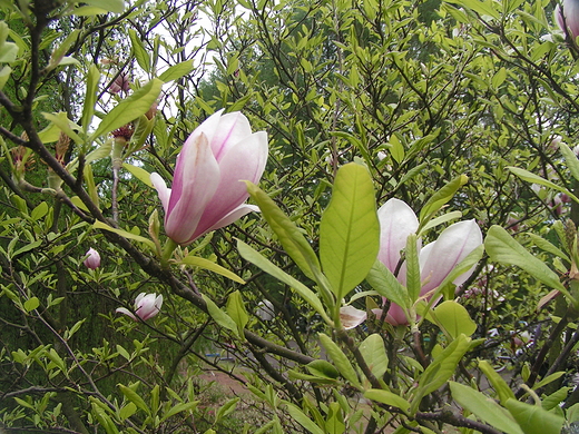 Magnolie w ogrodzie botanicznym. Warszawa