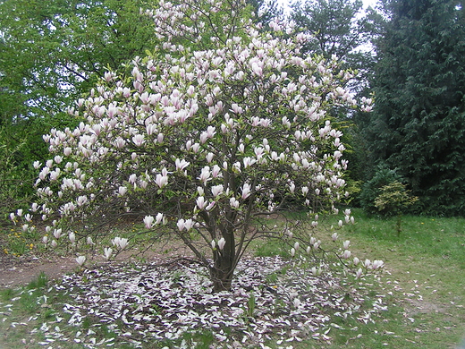 Magnolie w ogrodzie botanicznym. Warszawa