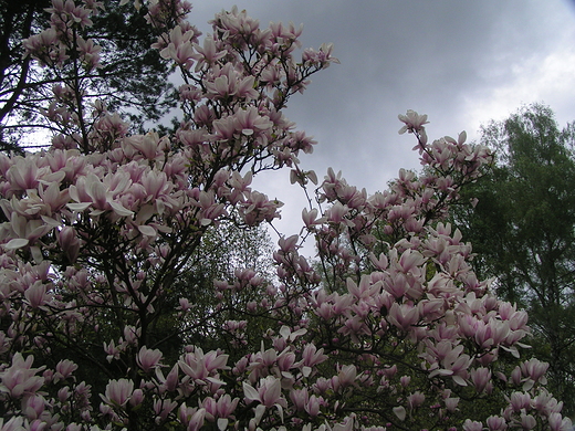 Nie ma to jak kwiaty - magnolie w Warszawie