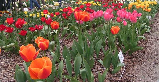 Kwitnce tulipany. Warszawa