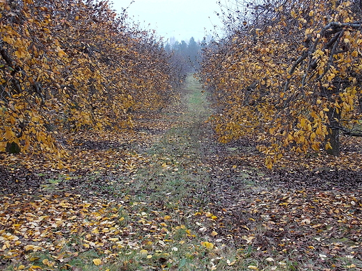 Rembertw Grjecki. Sad w listopadzie.
