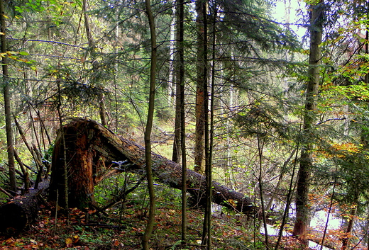 rezerwat nad Szumem