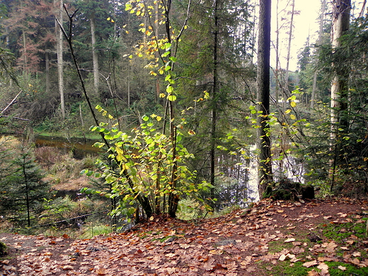 rezerwat nad Szumem