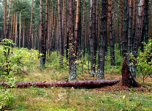 rezerwat nad Szumem