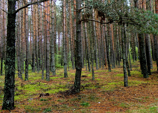 rezerwat nad Szumem