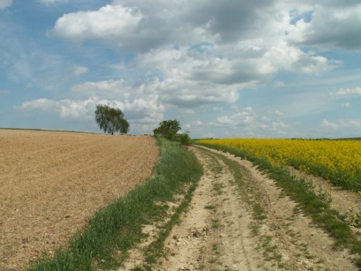 Widok na brzuzk