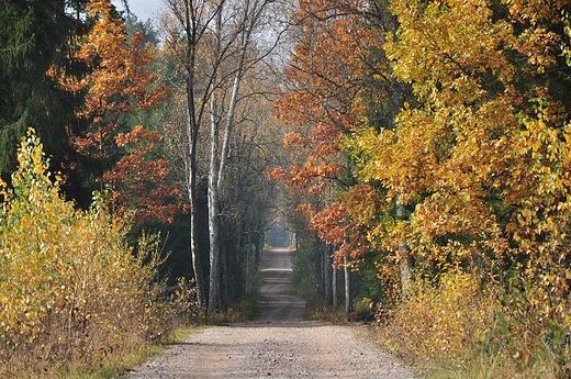 W Puszczy Rominckiej