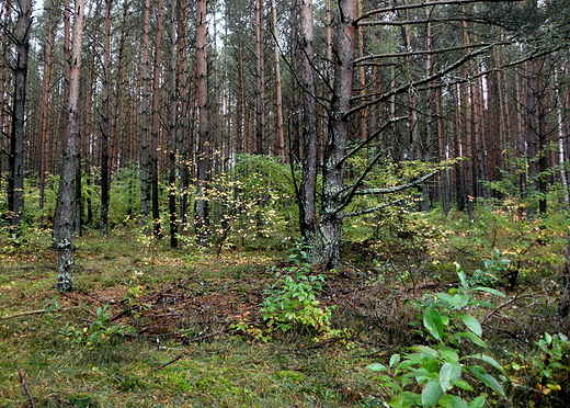 rezerwat nad Szumem