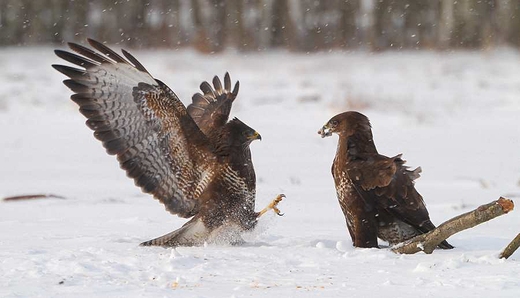 Buteo Buteo