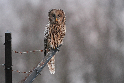 Bieszczadzki puszczyk uralski. Strix uralensis