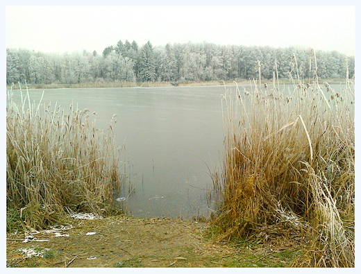 zimowo - jeszcze listopadowo nad zamojskim zalewem