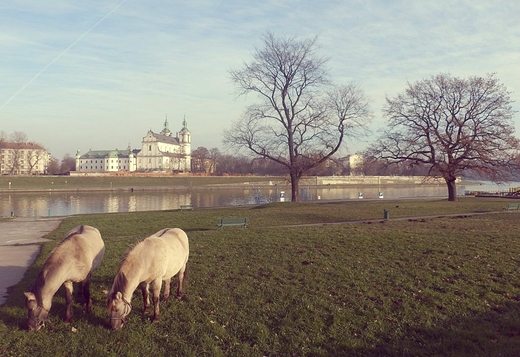 Kraków