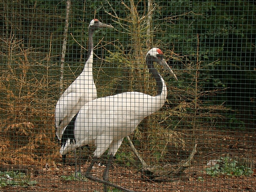 Park Dzikich Zwierzt