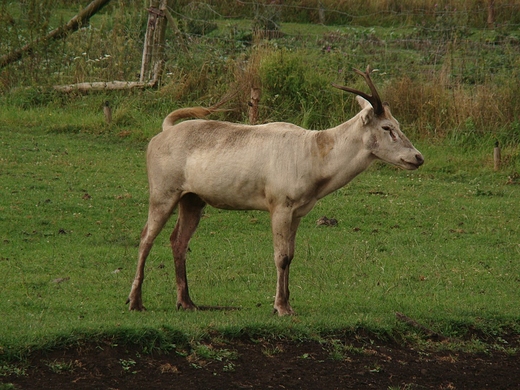 Park Dzikich Zwierzt