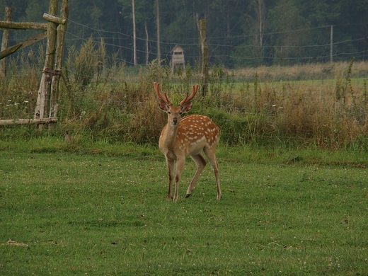 Park Dzikich Zwierzt