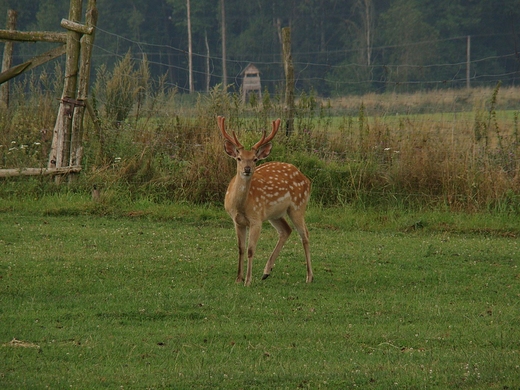 Park Dzikich Zwierzt