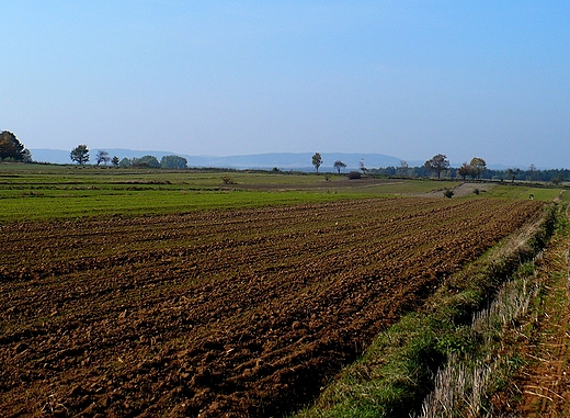 Pola w okolicy. Pilczyca