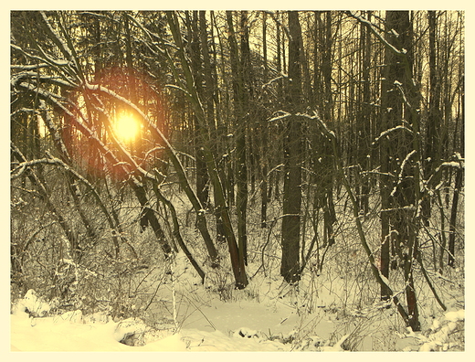 w zimowym lesie