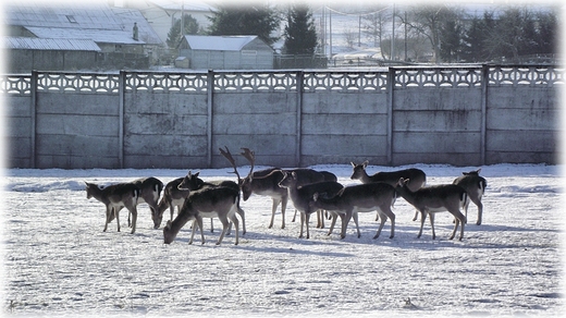 Wambierzyce- mini zoo przy skansenie