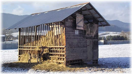 Wambierzyce- mini zoo przy skansenie