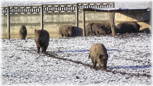 Wambierzyce- mini zoo przy skansenie