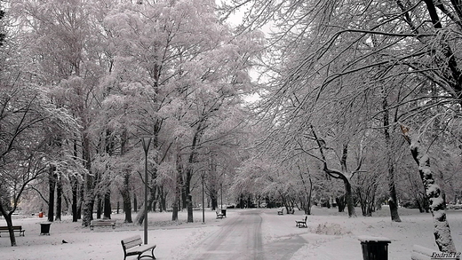 zima w miecie-park miejski