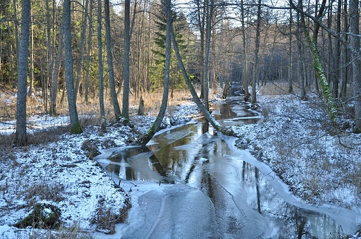 Bdzianka w Puszczy Rominckiej