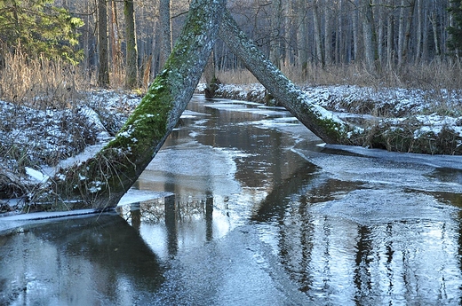 Bdzianka w Puszczy Rominckiej