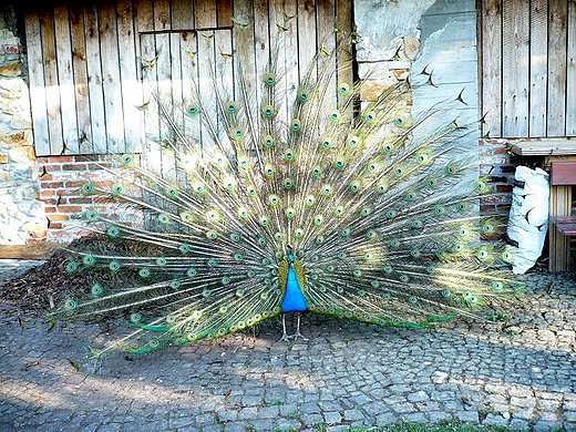 ogrd przy Sanktuarium Matki Boej